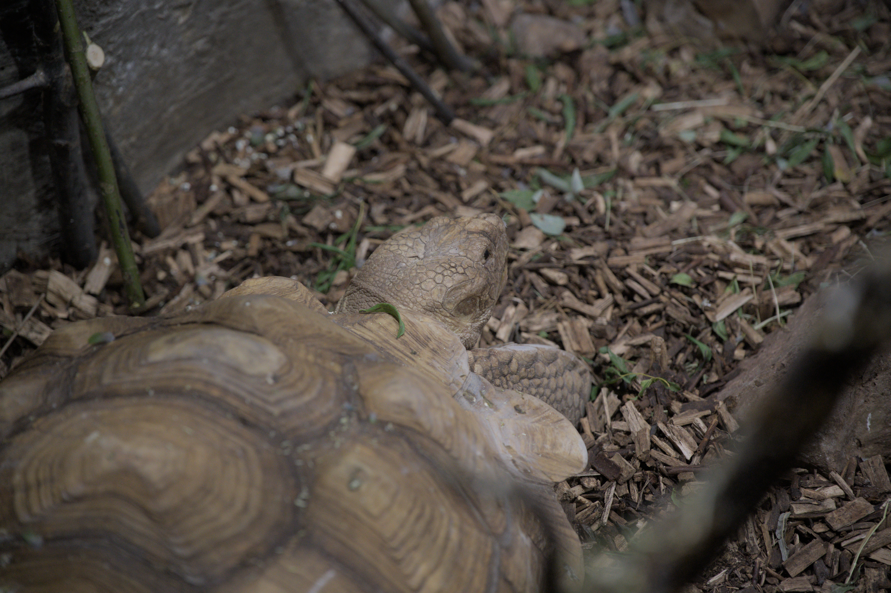 2025/10/12 - zoo/DSC_0320.jpg